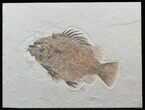 Large, Priscacara Fossil Fish - Wyoming #44542-1